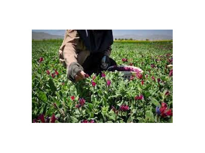 کشت بافت گیاهان دارویی